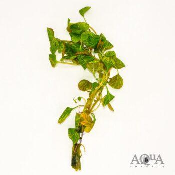 Ludwigia Red Skeleton
