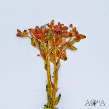 Ludwigia inclinata