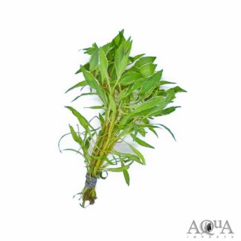 Ludwigia inclinata 'White'