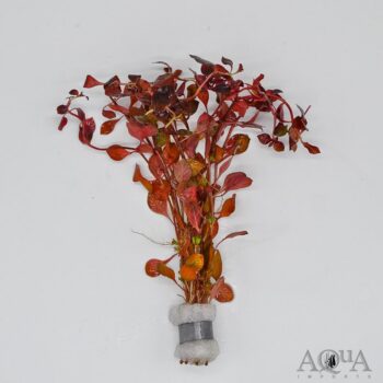 Ludwigia natans 'Super Red'