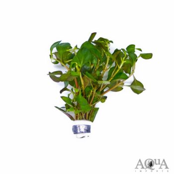 Ludwigia ovalis