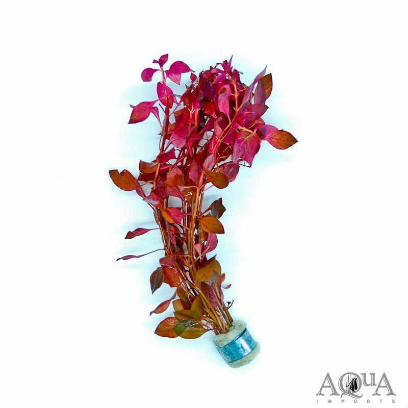 Ludwigia palustris 'Super Red' (Ludwigia palustris 'Super Red')