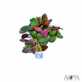 Ludwigia glandulosa