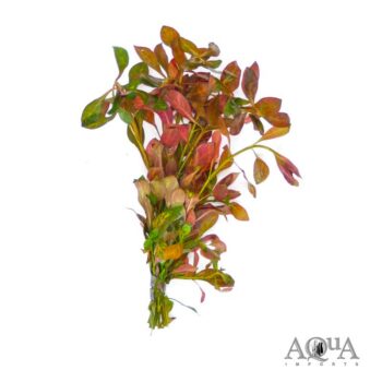 Ludwigia repens 'Atlantis'
