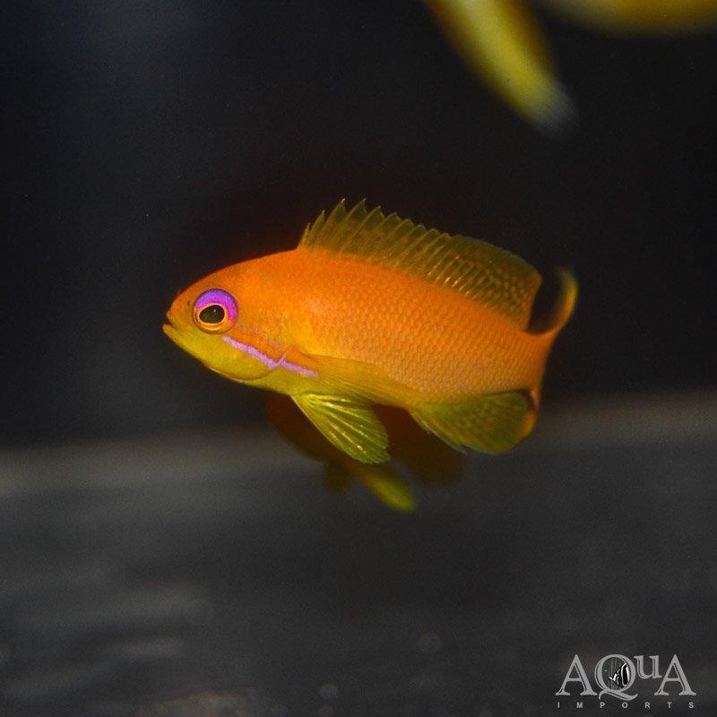 Lyretail Anthias (Pseudanthias squamipinnis)