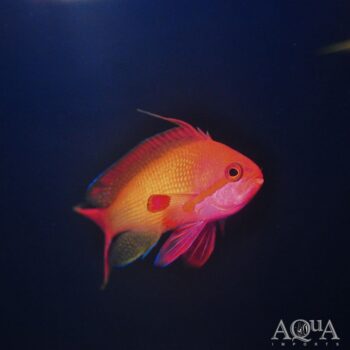 Lyretail Anthias (Pseudanthias squamipinnis)