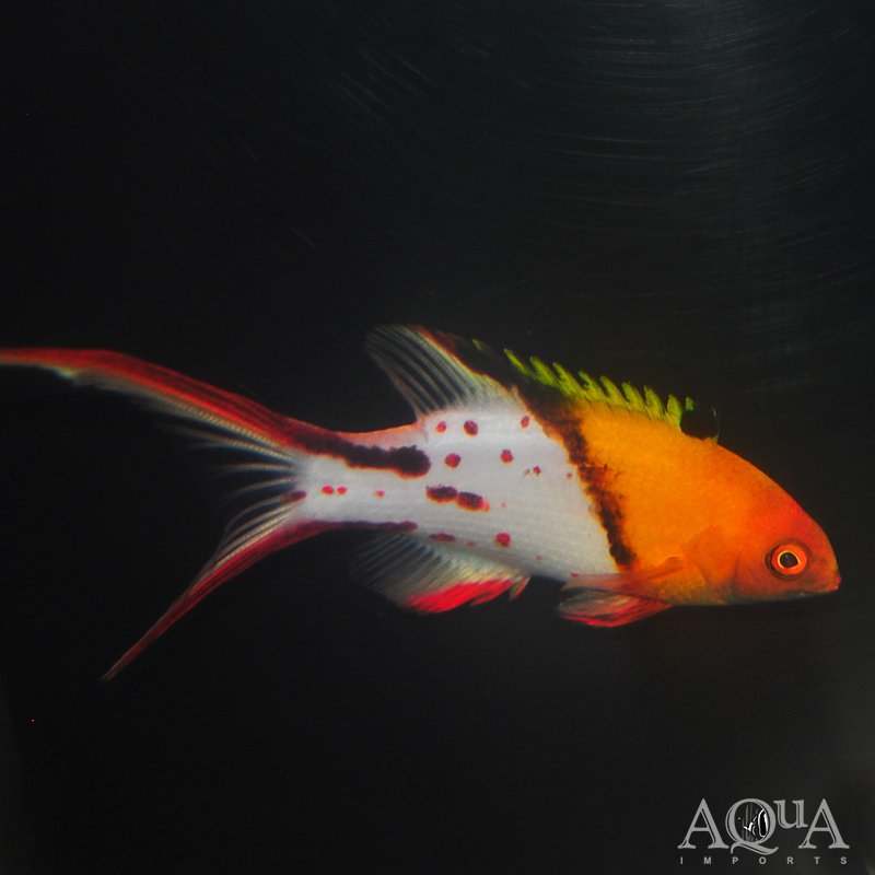 Lyretail Hogfish (Bodianus anthioides)