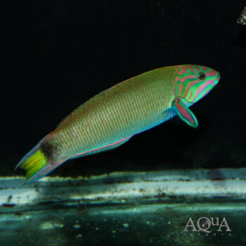 Lyretail Wrasse (Thalassoma lunare)