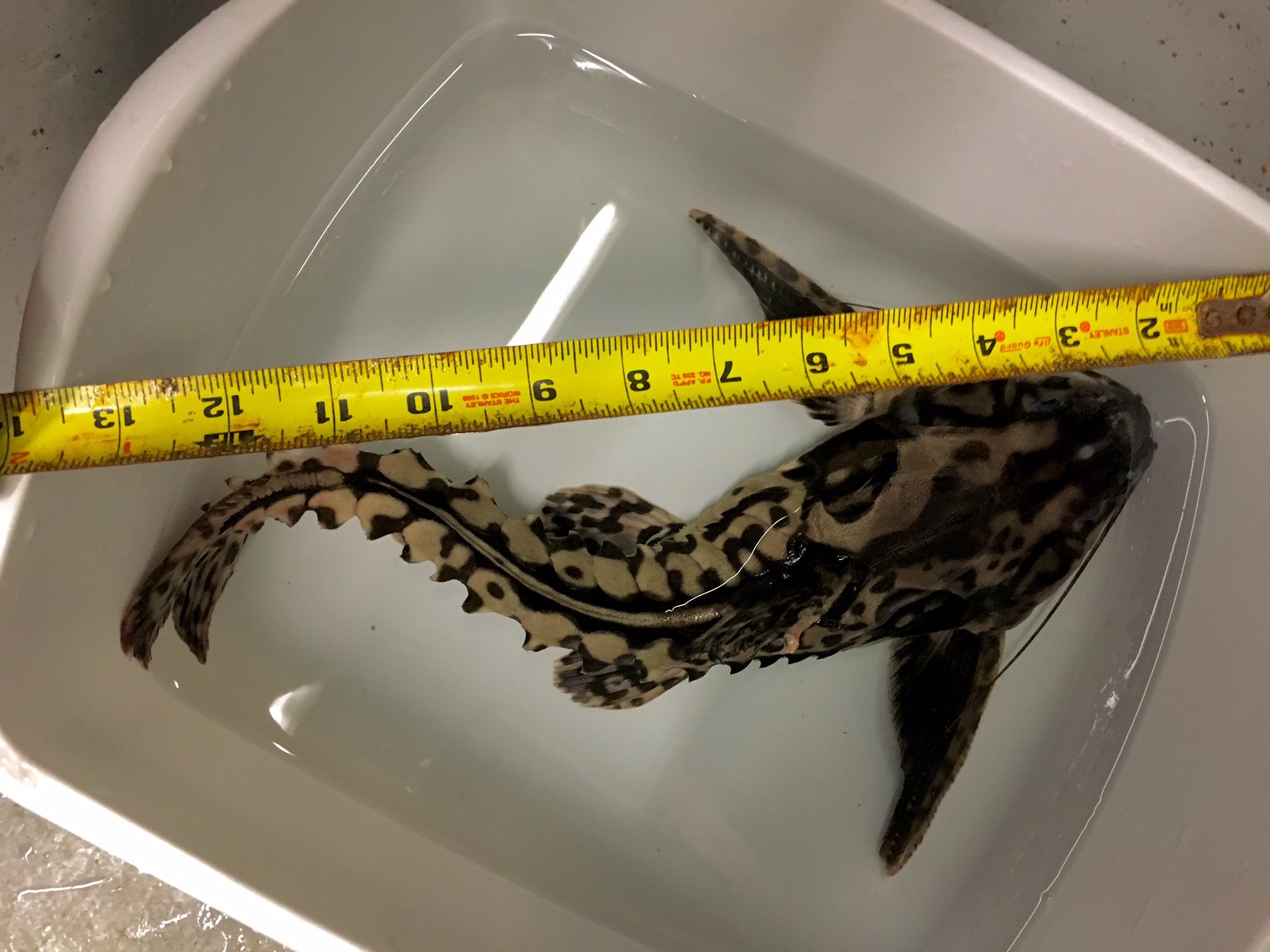 Irwini / Giant Talking Catfish (Megalodoras uranoscopus)