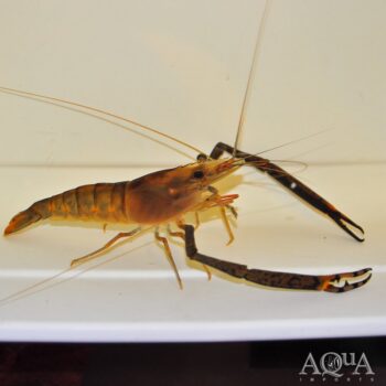 Tahitian Prawn (Macrobrachium lar)