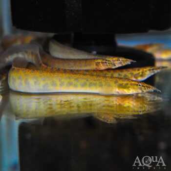 Macrognathus semiocellatus