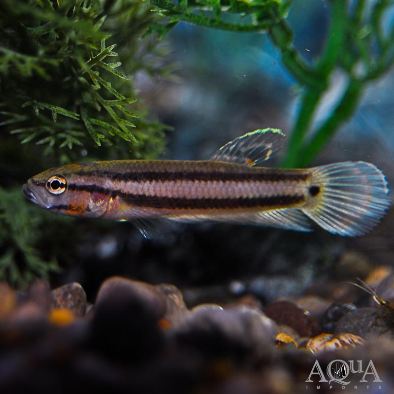 Macrostoma Betta Pair (Betta macrostoma)