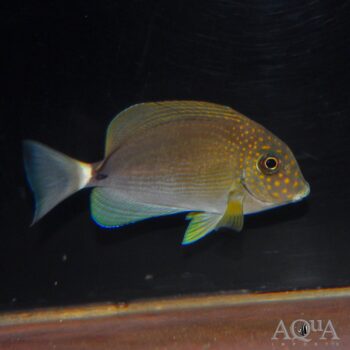 Maculiceps Tang (Acanthurus maculiceps)