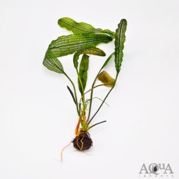Madagascar Lace Plant (Aponogeton madagascariensis)