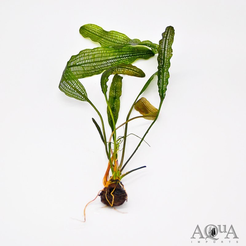 Madagascar Lace Plant (Aponogeton madagascariensis)