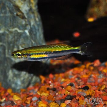 Madagascar Rainbow (Bedotia madagascarensis)