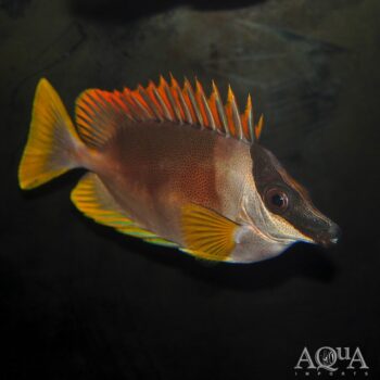 Magnificent Foxface (Siganus magnifica)