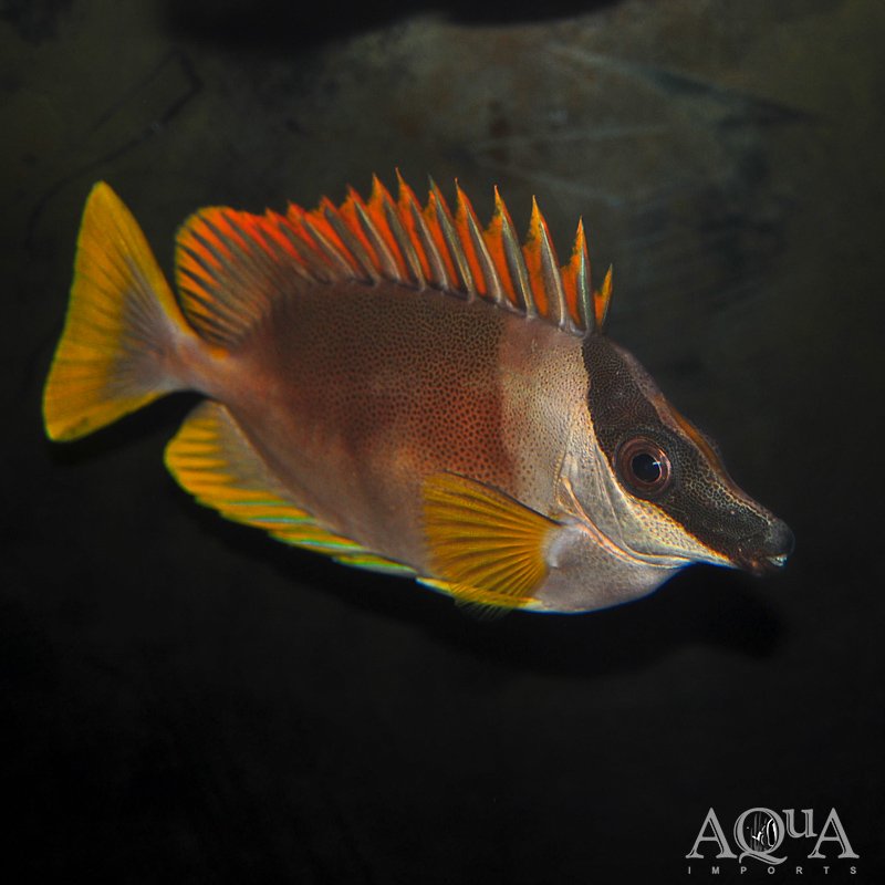 Magnificent Foxface (Siganus magnifica)