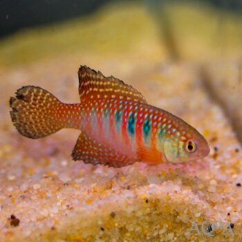 Magnificent Killifish (Simpsonichthys magnificus)