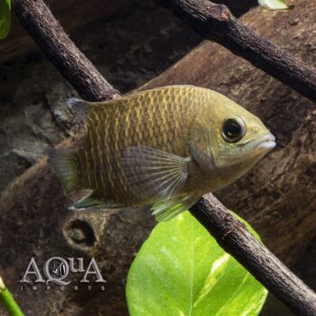 Malabar Leaf Fish (Pristolepis marginatus)