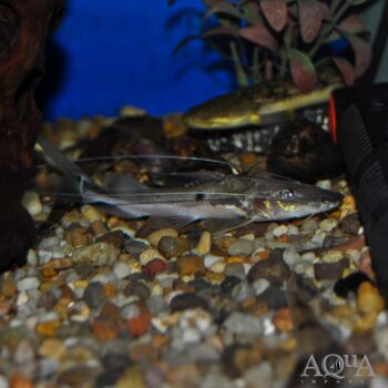 Malarmo Catfish (Platysilurus malarmo)