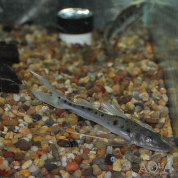 Spotted Flathead Catfish (Platysilurus mucosus)