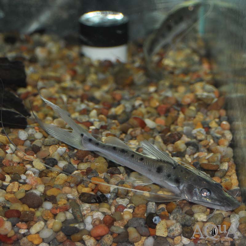 Spotted Flathead Catfish (Platysilurus mucosus)