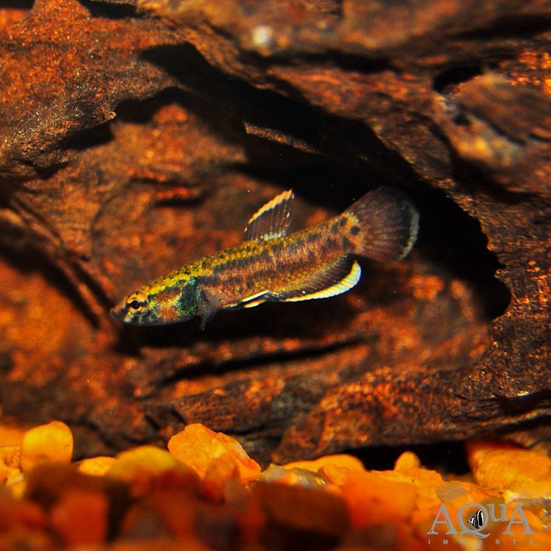Betta albimarginata