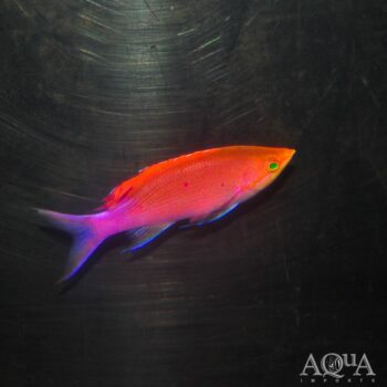 Purple Queen Anthias (Pseudanthias tuka)