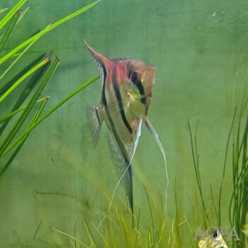 Manacapuru Angelfish (Pterophyllum scalare)