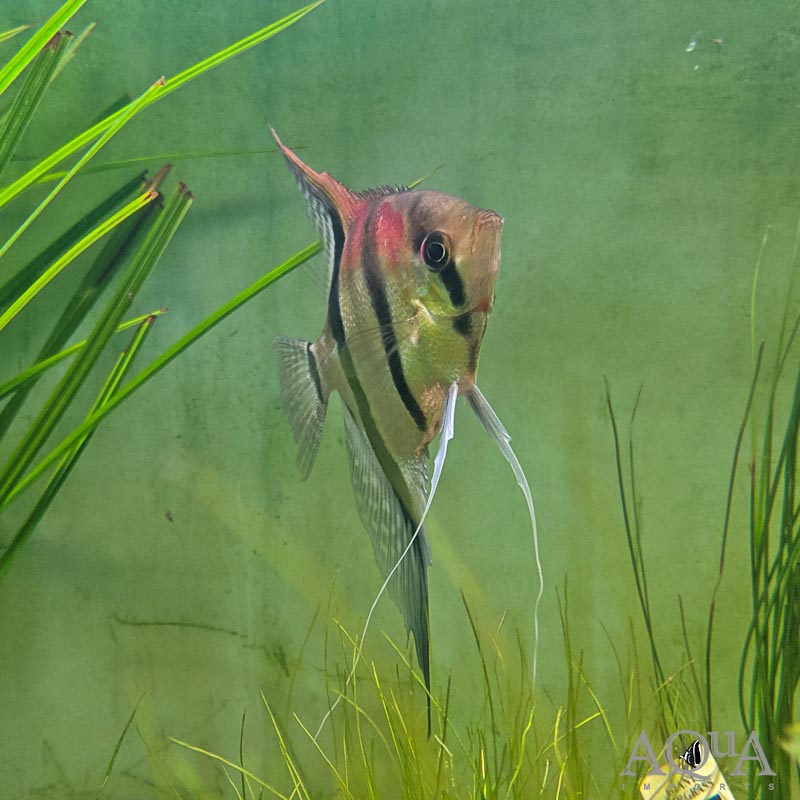 Manacapuru Angelfish (Pterophyllum scalare)