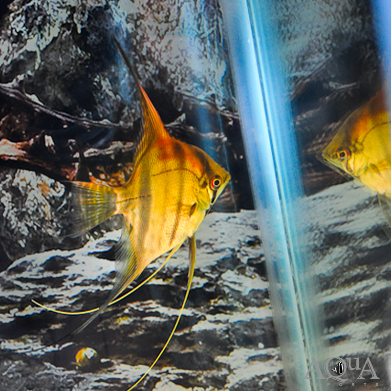 Red Head Manacapuru Angelfish (Pterophyllum scalare) - Image 2