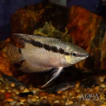 Manapiare Festivum Cichlid (Mesonauta sp. 'Manapiare')