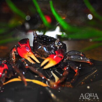 Red Mangrove Crab (Pseudosesarma moeshi)