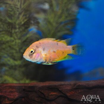 Marble Convict Cichlid (Amatitlania nigrofasciata)
