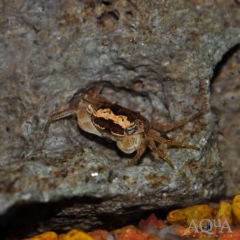 Batik Crab (Metasesarma obesum)