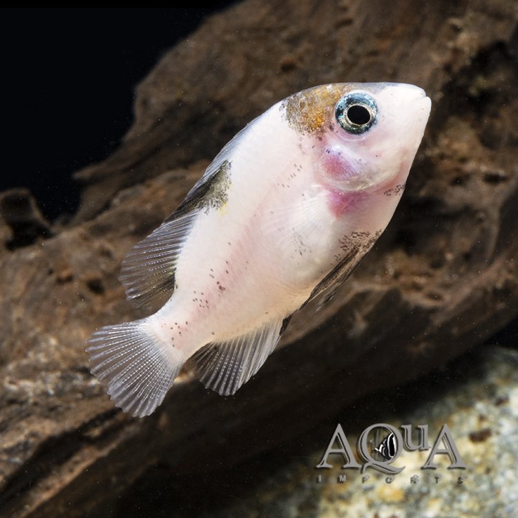 Marble Fenestratus Cichlid (Vieja fenestrata) - Image 2