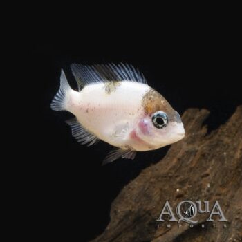 Marble Fenestratus Cichlid (Vieja fenestrata)