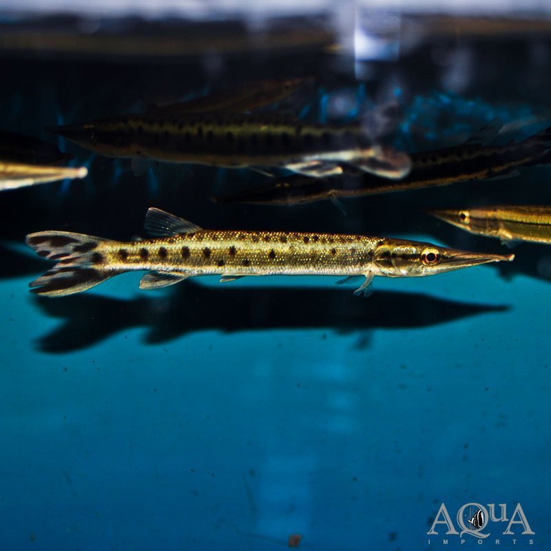 Marble Gar (Boulengerella maculata)