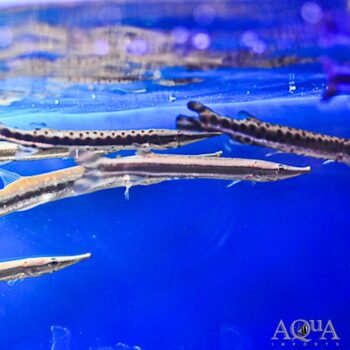 Striped Pike Characin (Boulengerella lateristriga)