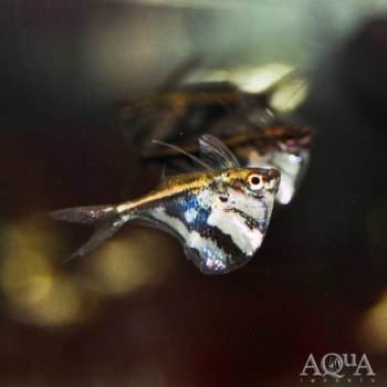 Marbled Hatchet (Carnegiella strigata)