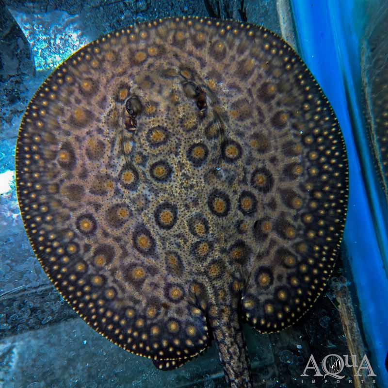 Marble Motoro Stingray (Potamotrygon motoro)