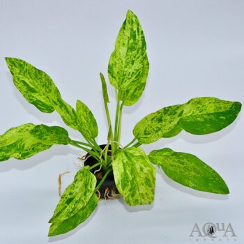 Marble Queen Sword (Echinodorus cordifolius)
