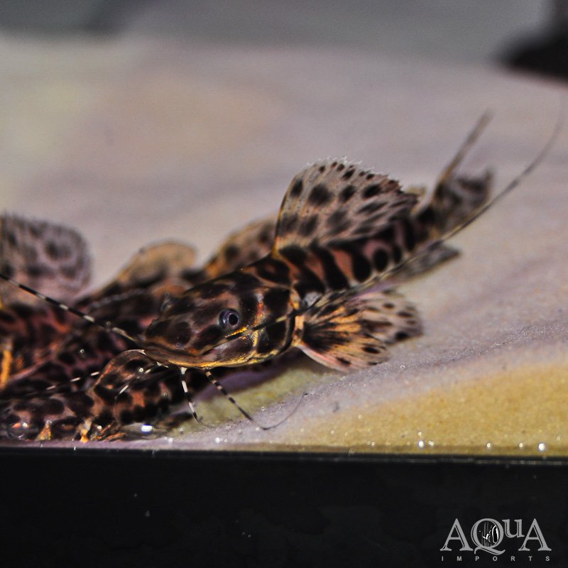 Marble Sailfin Catfish (Leiarus marmoratus)