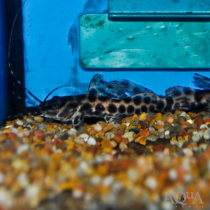 Marble Sailfin Catfish (Leiarus marmoratus)