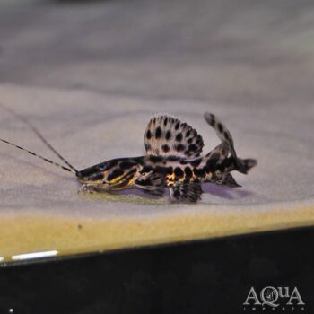Marble Sailfin Catfish (Leiarus marmoratus)