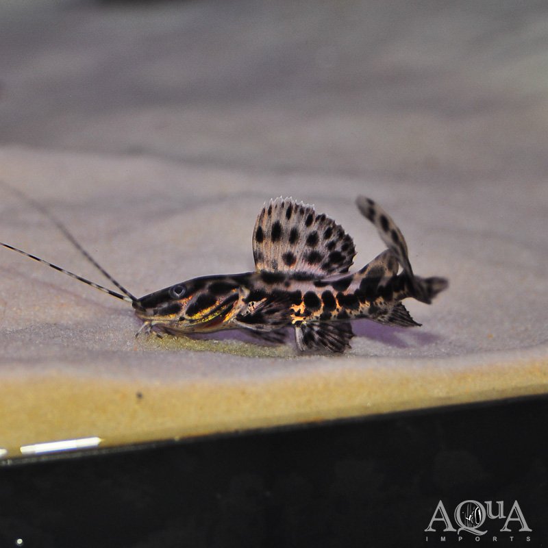 Marble Sailfin Catfish (Leiarus marmoratus)