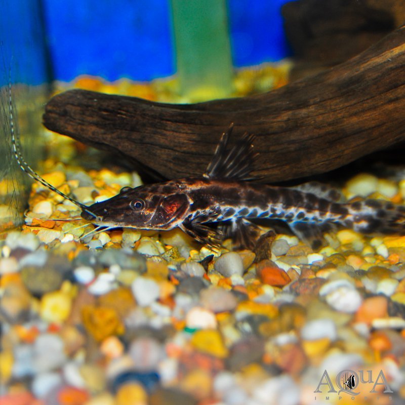 Marble Sailfin x Tiger Shovelnose Hybrid Catfish (Pseudoplatystoma fasciatum x Leiarus marmoratus)