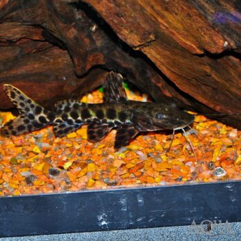 Marble Sailfin x Tiger Shovelnose Hybrid Catfish (Pseudoplatystoma fasciatum x Leiarus marmoratus)