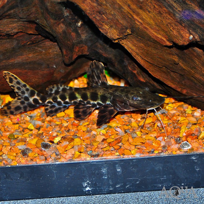 Marble Sailfin x Tiger Shovelnose Hybrid Catfish (Pseudoplatystoma fasciatum x Leiarus marmoratus)